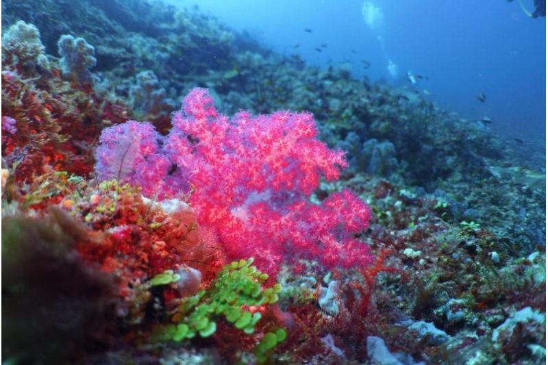 MALAHINI KUDA BANDOS