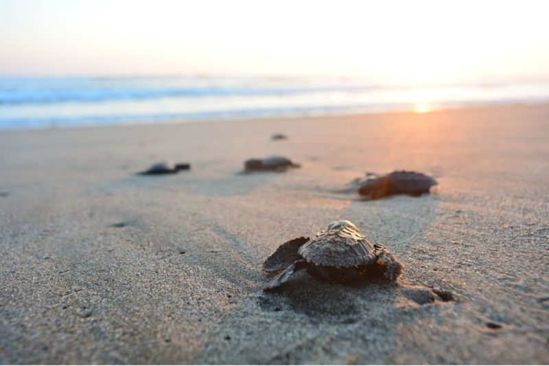 SHERATON KOSGODA TURTLE BEACH RESORT