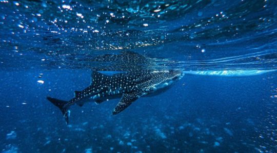 BARCELO WHALE LAGOON MALDIVES