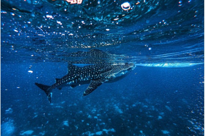 BARCELO WHALE LAGOON MALDIVES