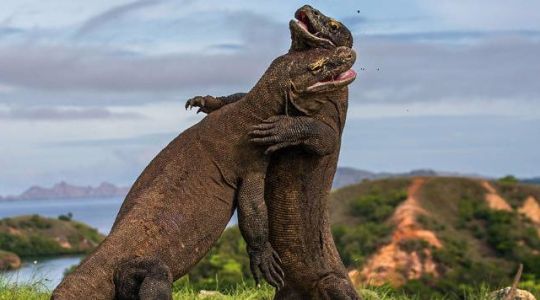 POBYTOVĚ POZNÁVACÍ ZÁJEZD - BALI + KOMODO 3 DNY