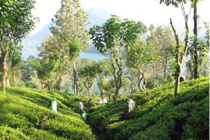 POZNÁVACÍ ZÁJEZD - OKRUH SRÍ LANKOU 5 NOCÍ + POBYT 3 NOCI + POBYT MALEDIVY 4 NOCI