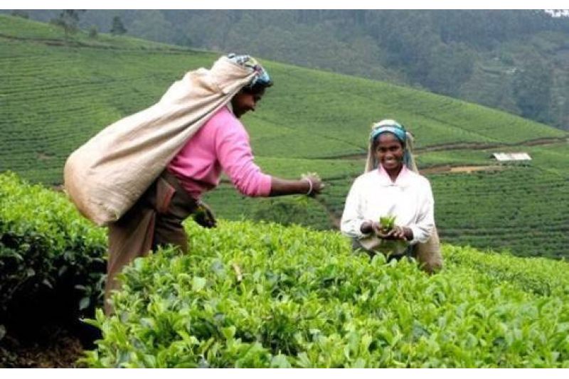 POZNÁVACÍ ZÁJEZD - OKRUH SRÍ LANKOU 5 NOCÍ + POBYT 3 NOCI + POBYT MALEDIVY 4 NOCI