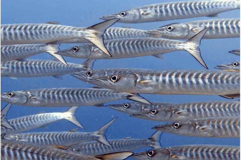 DIAMONDS THUDUFUSHI MALDIVES