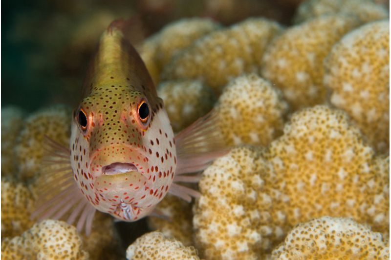DIAMONDS THUDUFUSHI MALDIVES